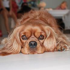 Cavalier king charles spaniel Miley