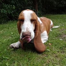 Basset hound Bessie