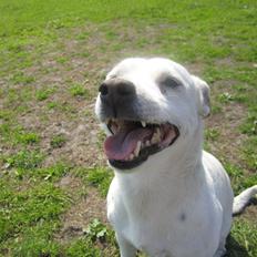 Jack russell terrier silas