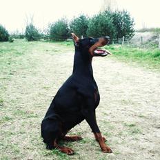 Dobermann Aishia