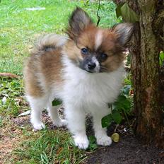 Blanding af racer **** Messi ****