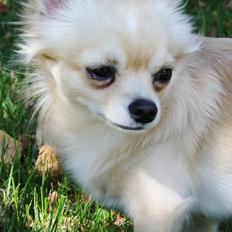 Chihuahua Anthon by Hinz <3