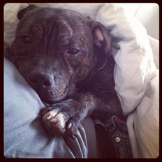 Staffordshire bull terrier Galeo Staff's Dailo Delight "Dino" (plejebarn)