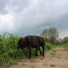 Staffordshire bull terrier Galeo Staff's Dailo Delight "Dino" (plejebarn)