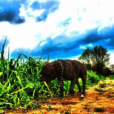Staffordshire bull terrier Galeo Staff's Dailo Delight "Dino" (plejebarn)