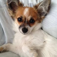 Blanding af racer Bellis