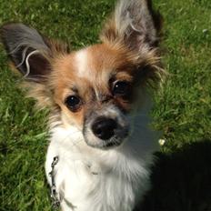 Blanding af racer Bellis