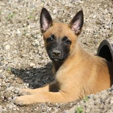 Malinois Chico von den belgischen Wölfen