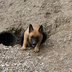 Malinois Chico von den belgischen Wölfen