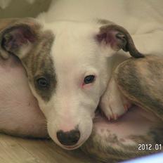 Whippet Liam Emil