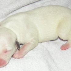 Whippet Liam Emil