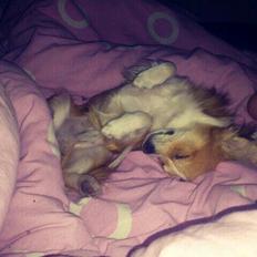 Blanding af racer Eigiel