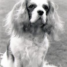 Cavalier king charles spaniel Ronja