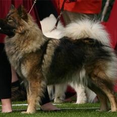 Eurasier Skovagergaards Bodil