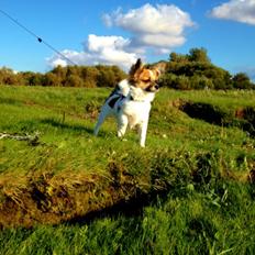 Blanding af racer Bellis