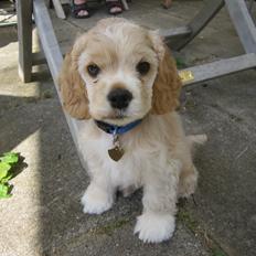 Amerikansk cocker spaniel Milo