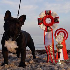 Fransk bulldog Rehab´s Whisky aka Vincent aka Hr. Vimse