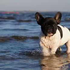 Fransk bulldog HUGS Baltasar Berliquet