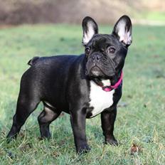 Fransk bulldog Skjoldhøj's Black Ballerina