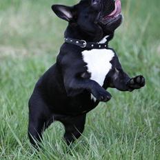 Fransk bulldog Skjoldhøj's Black Ballerina