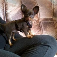 Russisk toy terrier Balder. R.I.P .
