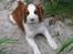 Welsh springer spaniel Siffe