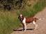 Welsh springer spaniel Siffe