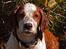 Welsh springer spaniel Siffe