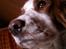 Welsh springer spaniel Siffe