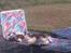 Welsh springer spaniel Siffe