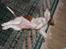 Welsh springer spaniel Siffe