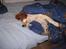 Welsh springer spaniel Siffe