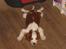 Welsh springer spaniel Siffe