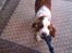 Welsh springer spaniel Siffe