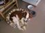 Welsh springer spaniel Siffe