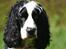 Cocker spaniel Lady