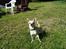 Chihuahua Kessler