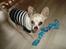 Chihuahua Kessler