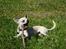 Chihuahua Kessler