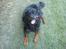 Rottweiler Daone