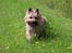Cairn terrier Nova R.I.P.
