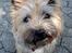 Cairn terrier Nova R.I.P.