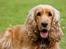 Cocker spaniel Stella - 14/08 - 12: TAS foto