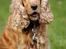 Cocker spaniel Stella - 14/08 - 12: TAS foto