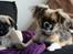 Blanding af racer Uno Chihuahua/Pekingeser