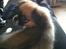 Blanding af racer Uno Chihuahua/Pekingeser