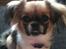 Blanding af racer Uno Chihuahua/Pekingeser