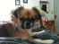 Blanding af racer Uno Chihuahua/Pekingeser