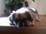 Blanding af racer Uno Chihuahua/Pekingeser