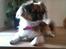 Blanding af racer Uno Chihuahua/Pekingeser
